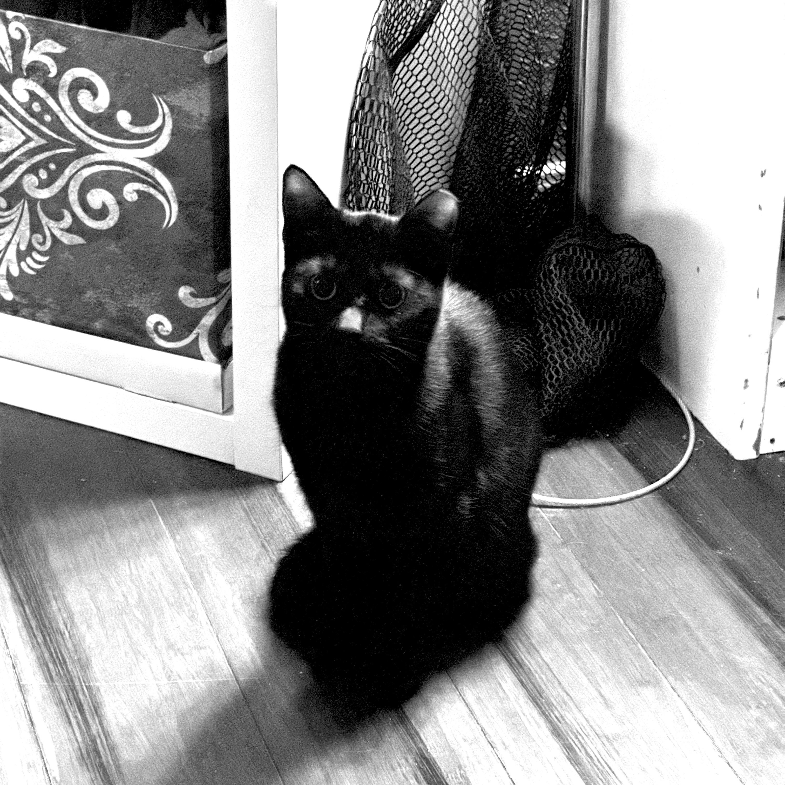 Lime, Adoptable, Kitten Female Domestic Short Hair & Snowshoe.