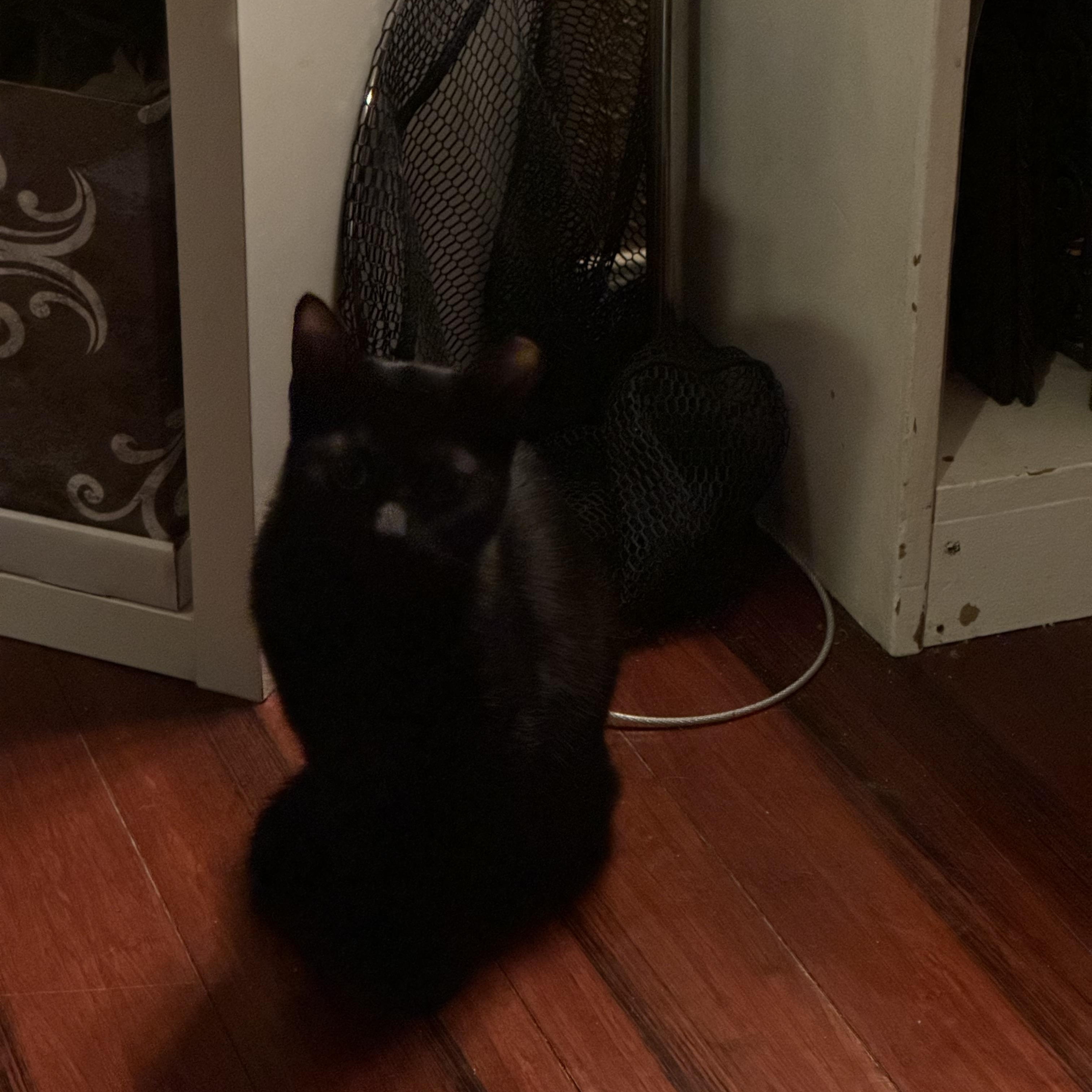 Enlarge Lime, a Adoptable mixed breed in Houston, TX image 5/5