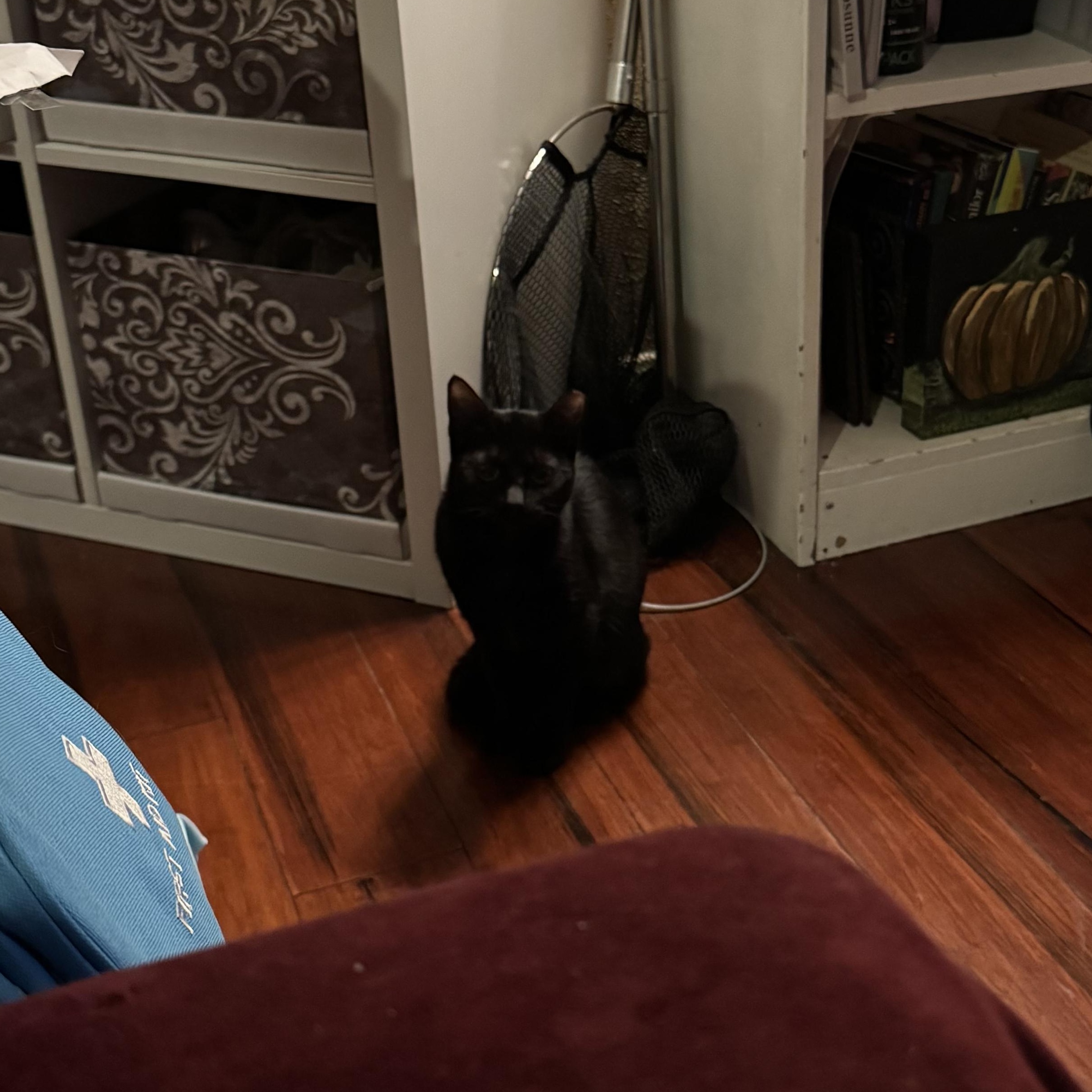 Enlarge Lime, a Adoptable mixed breed in Houston, TX image 3/5