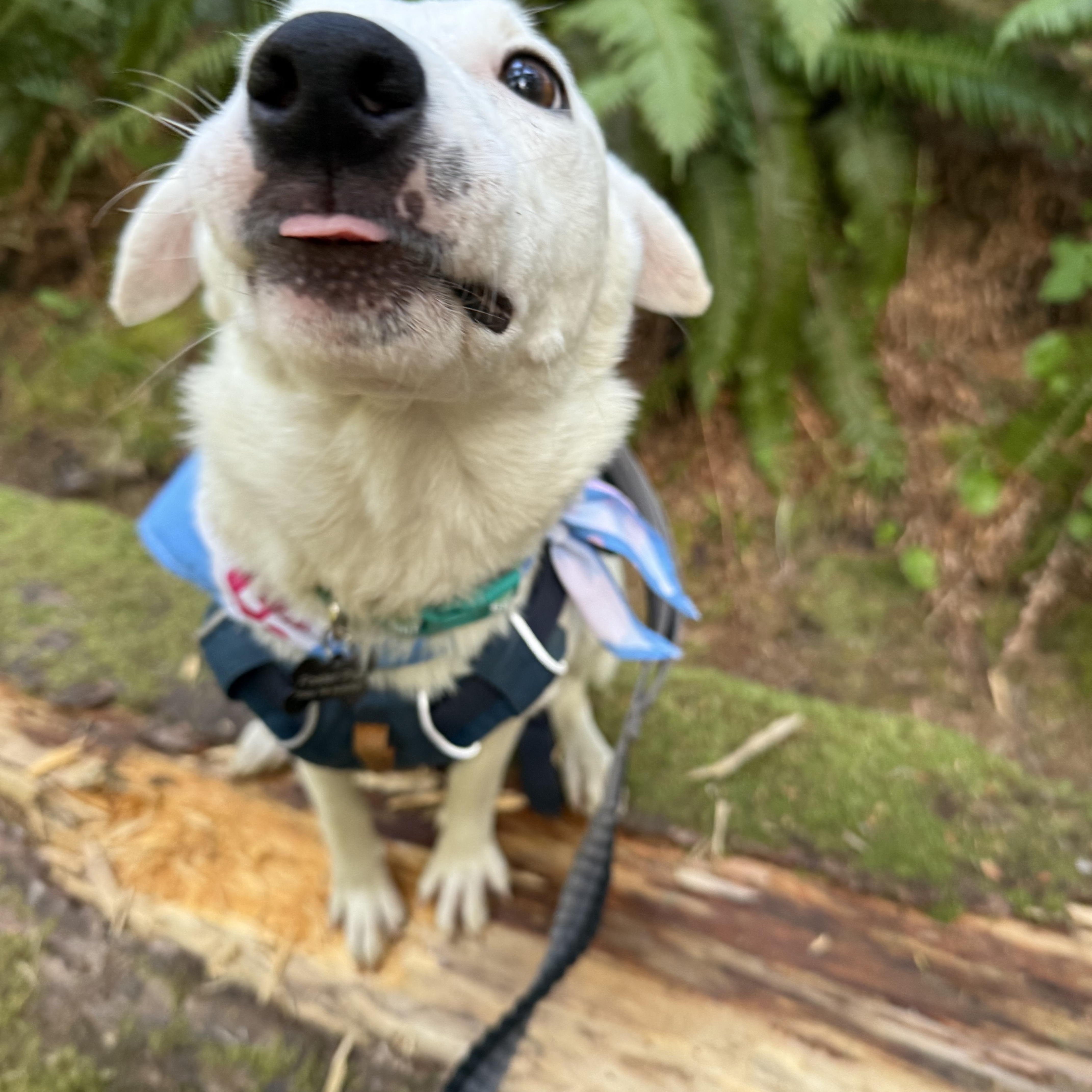 Enlarge Bunny, a Adopted mixed breed in Otis, OR image 5/6