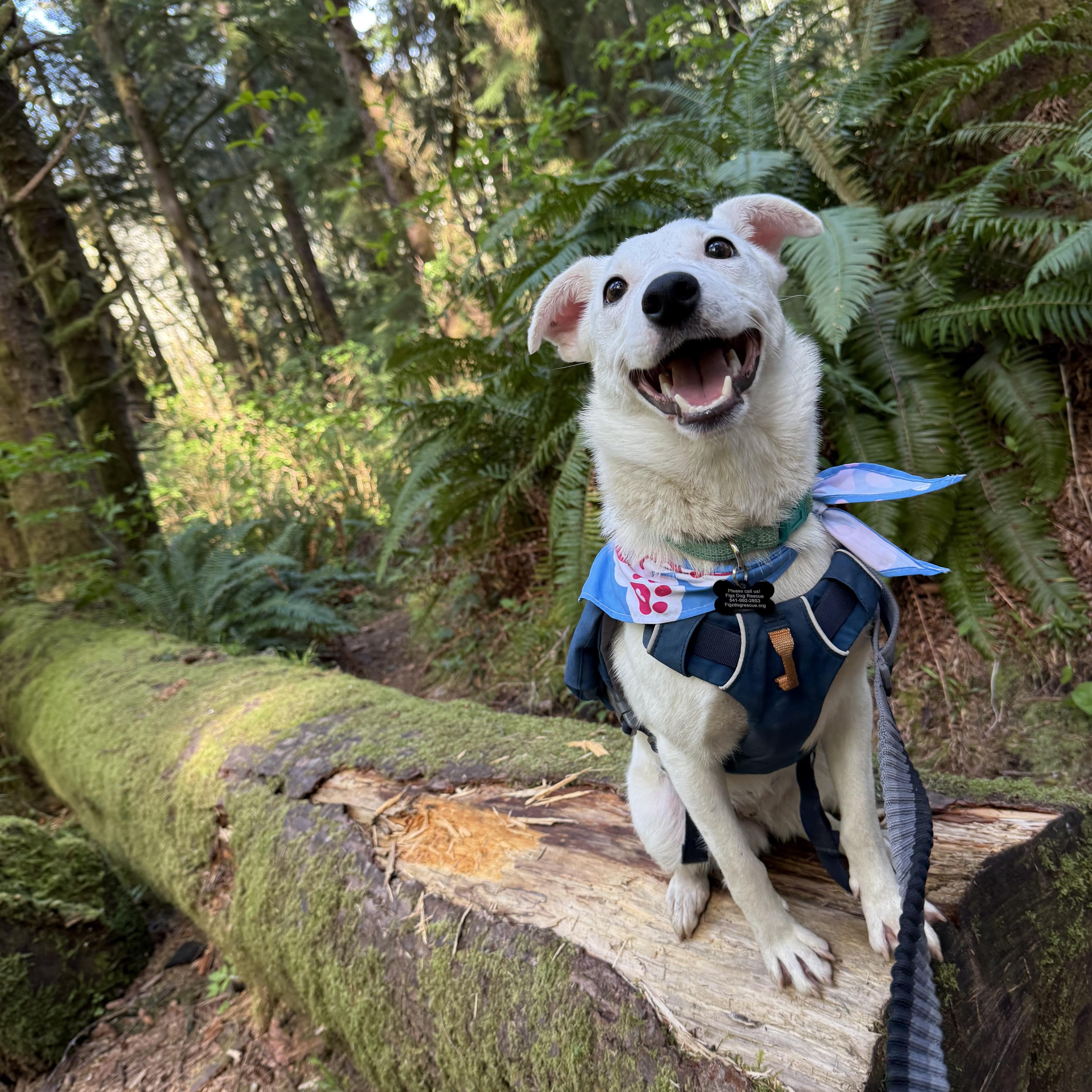 Enlarge Bunny, a Adopted mixed breed in Otis, OR image 3/6