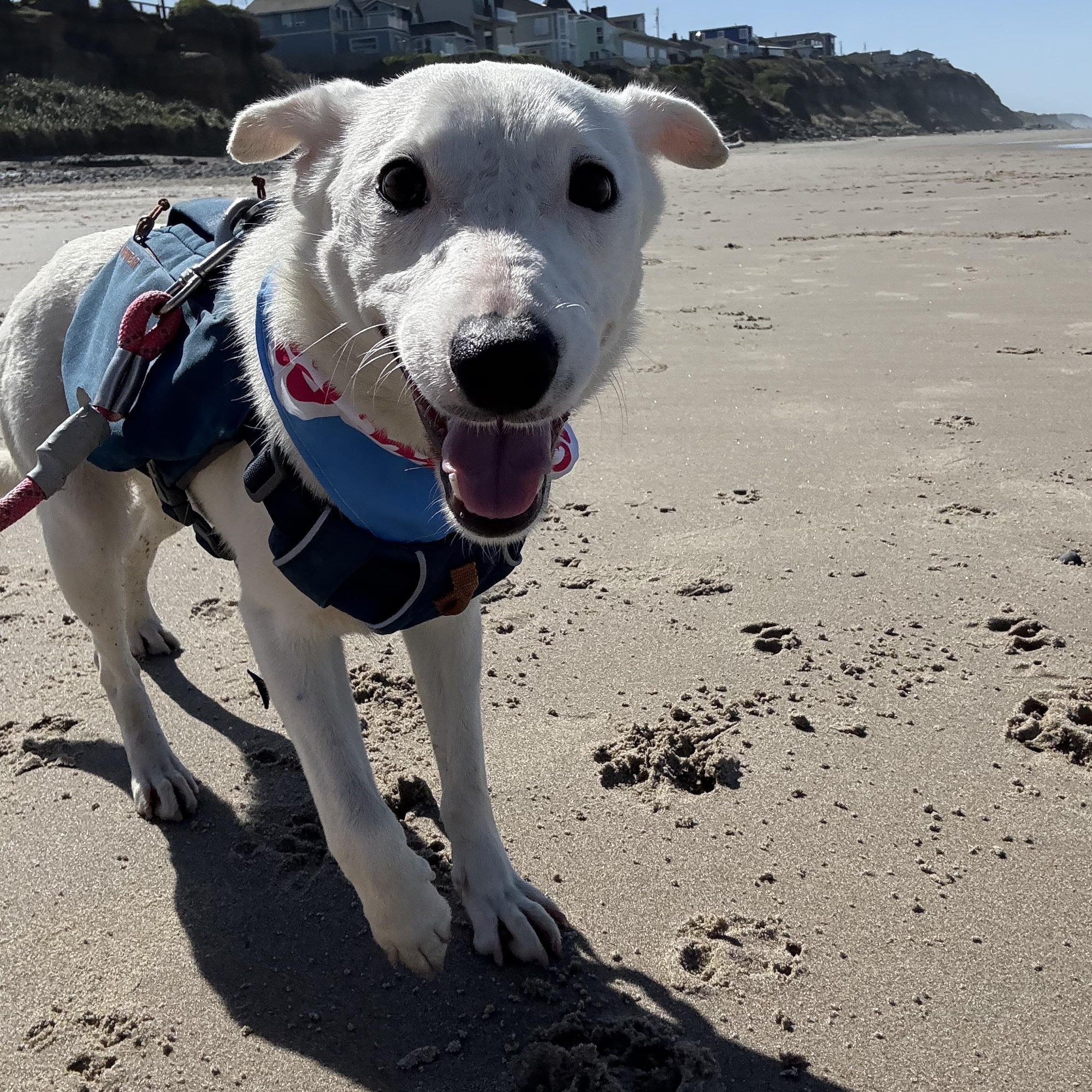 Enlarge Bunny, a Adopted mixed breed in Otis, OR image 2/6