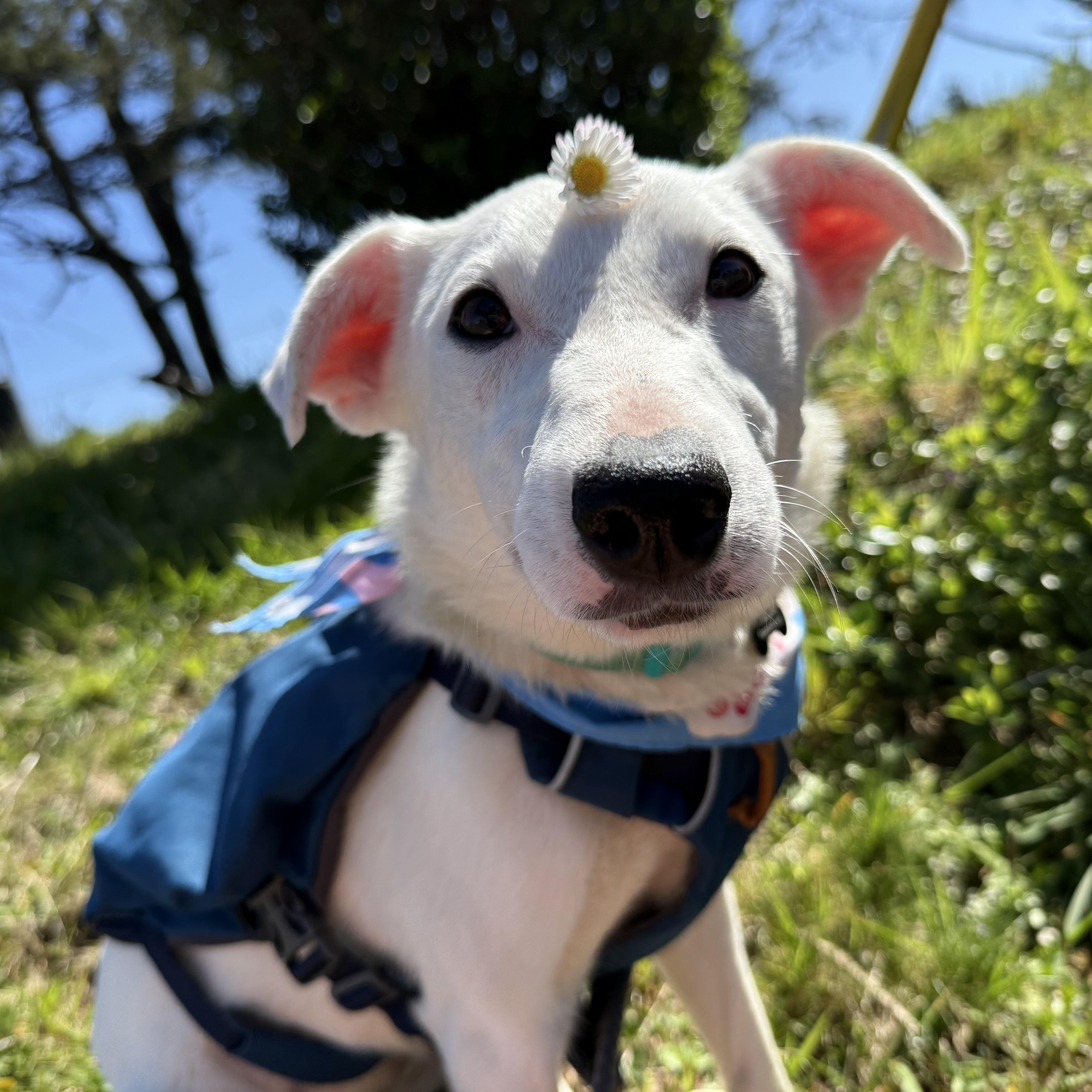 Bunny, Adopted, Young Female Border Collie & Greyhound.