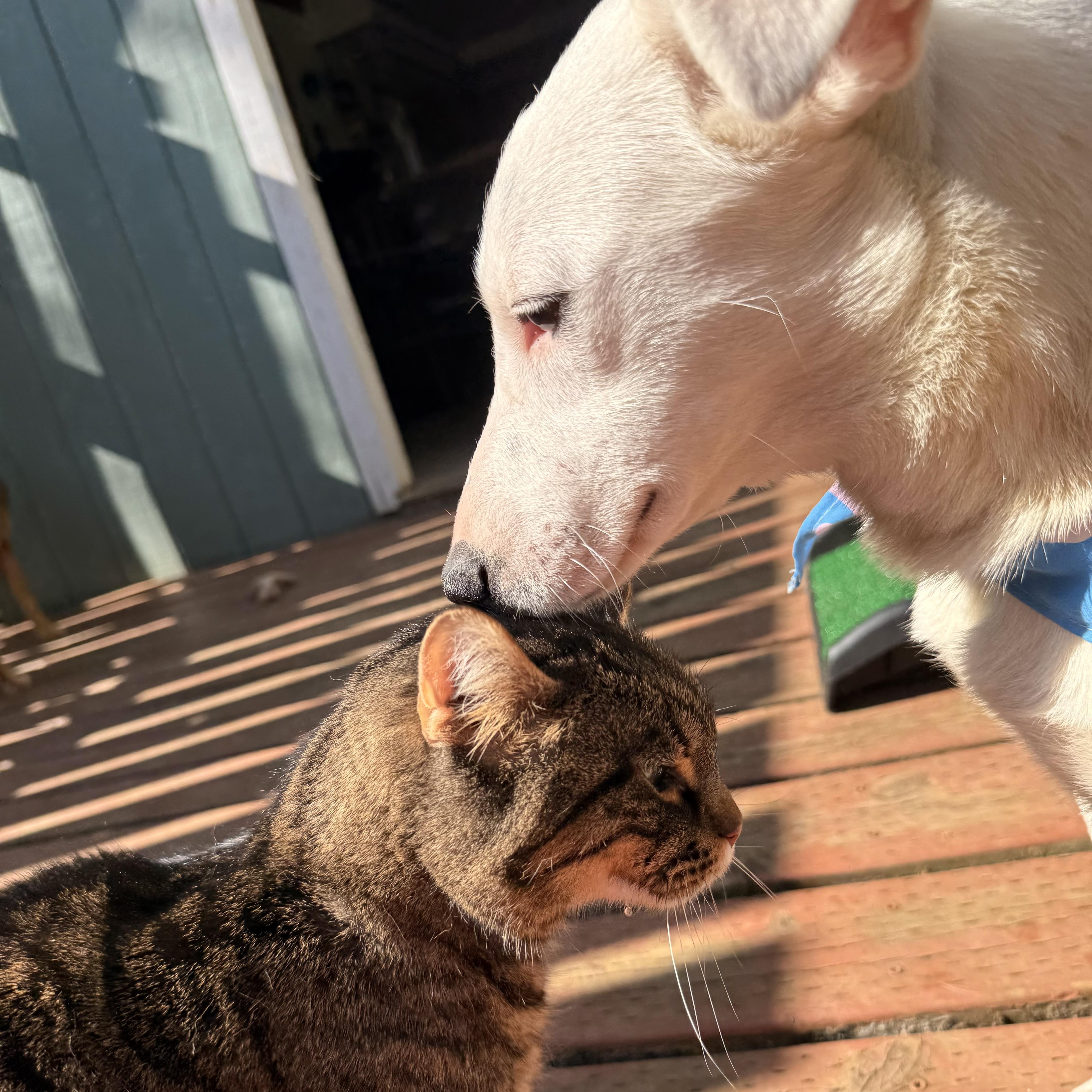 Enlarge Bunny, a Adopted mixed breed in Otis, OR image 6/6
