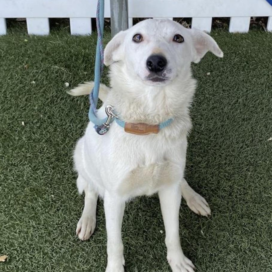 Enlarge Bunny, a Adopted mixed breed in Otis, OR image 4/6