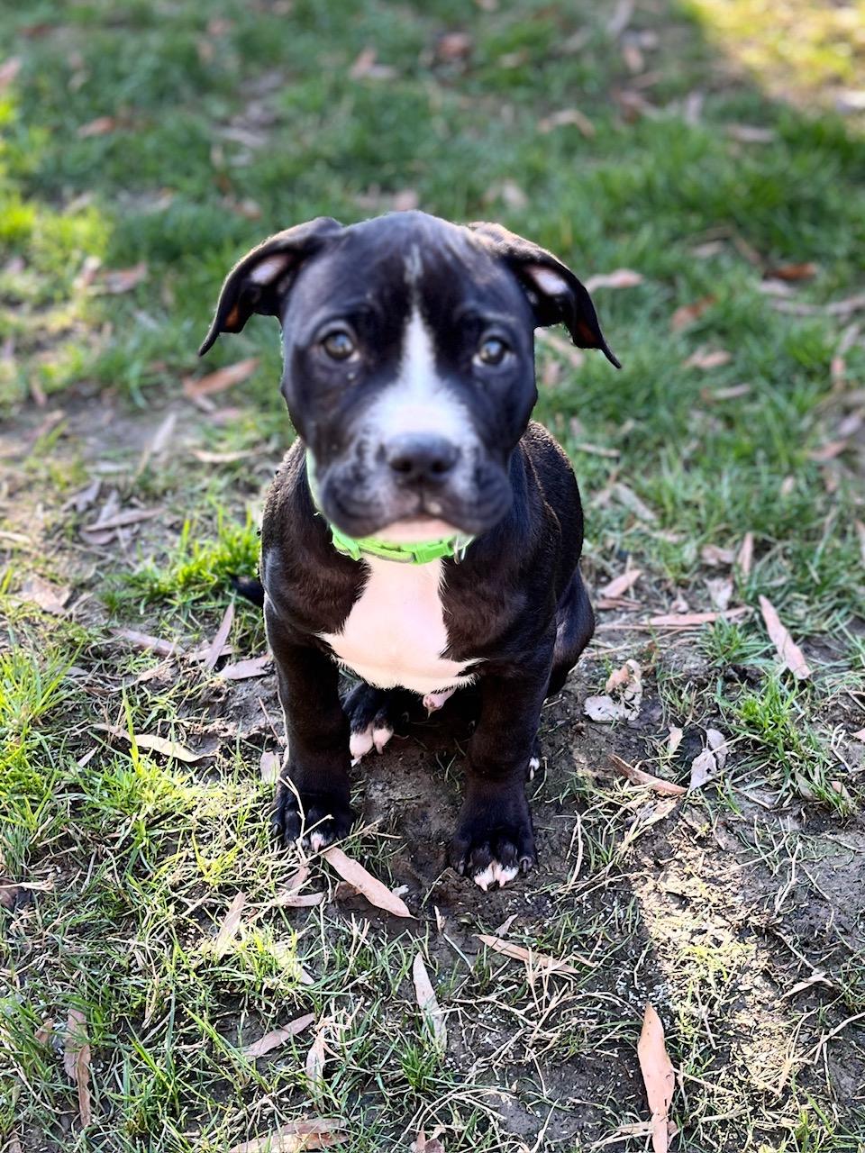 Affogato, adoptable, Puppy Male Pit Bull Terrier.