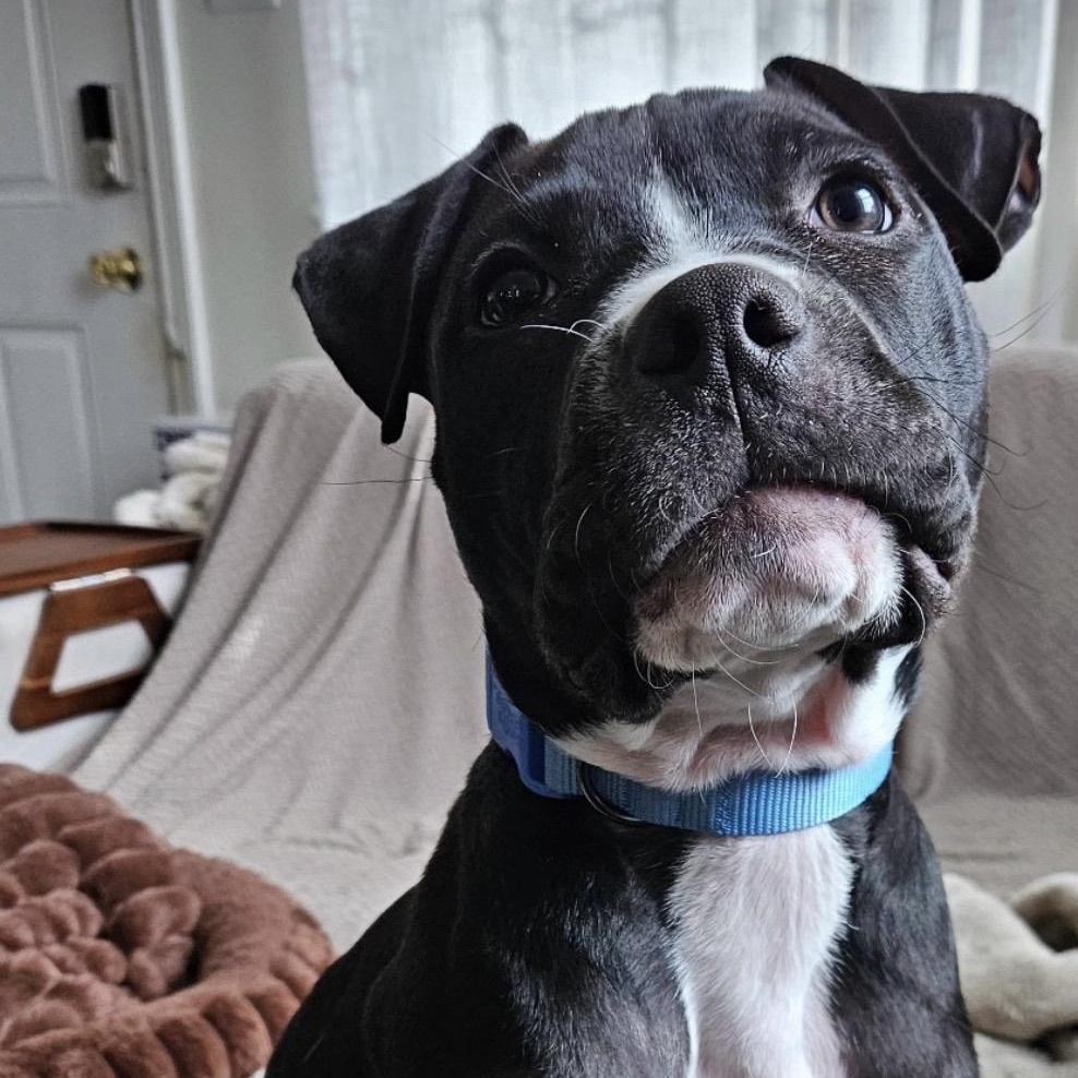 Enlarge Affogato, an adoptable Pit Bull Terrier in Richmond, VA image 2/6