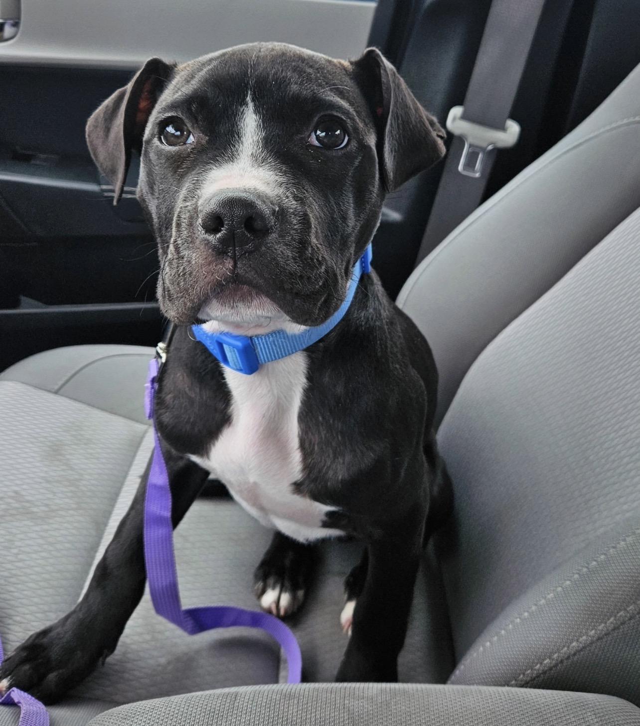 Enlarge Affogato, an adoptable Pit Bull Terrier in Richmond, VA image 6/6