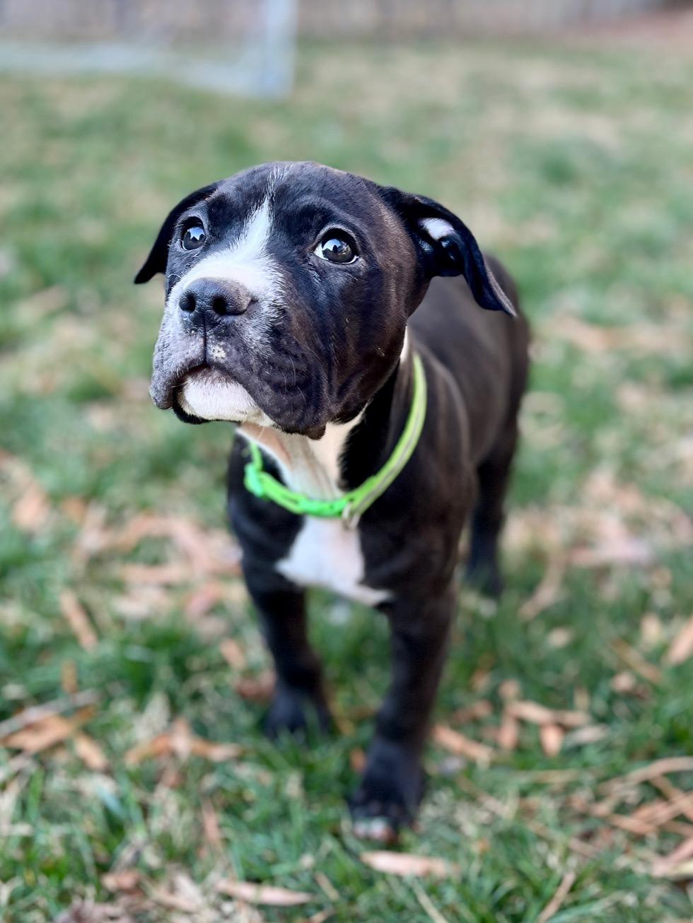 Enlarge Affogato, an adoptable Pit Bull Terrier in Richmond, VA image 3/6