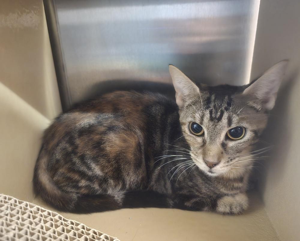 Rachel, Adoptable, Adult Female Domestic Short Hair.