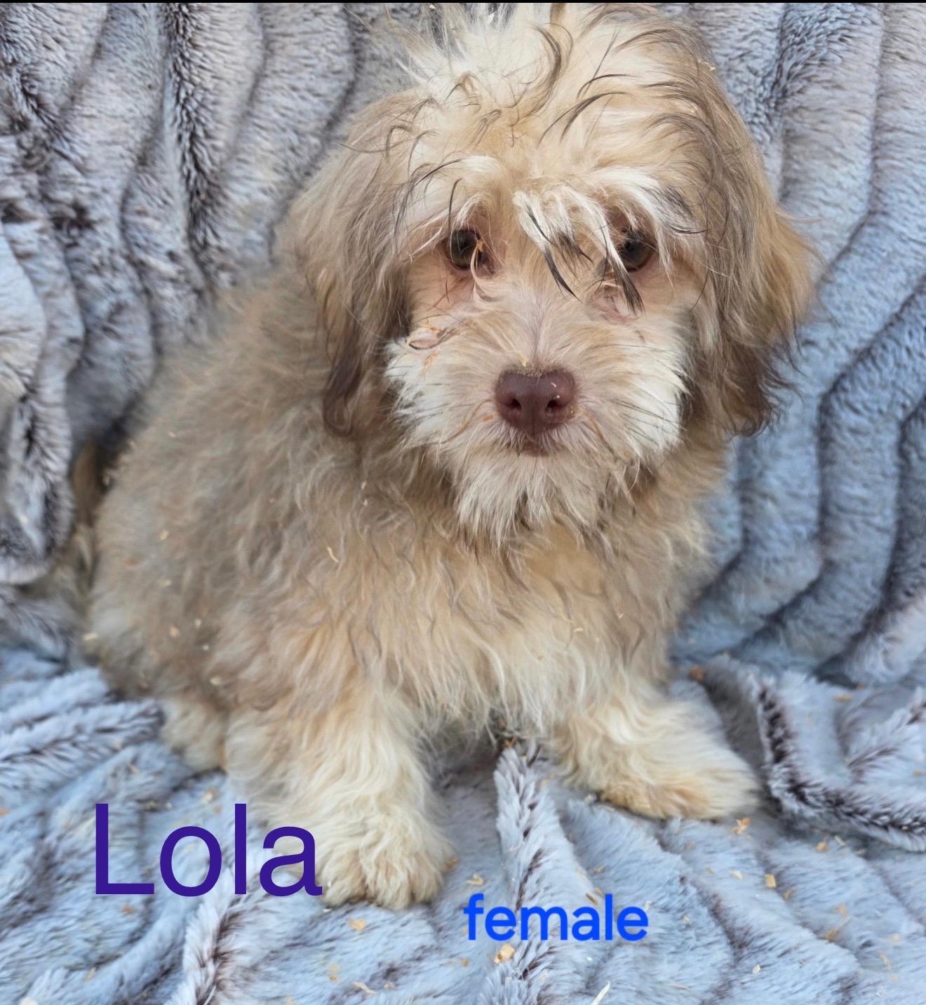 Enlarge Lola , a ADOPTABLE Havanese in South Amboy, NJ image 1/1