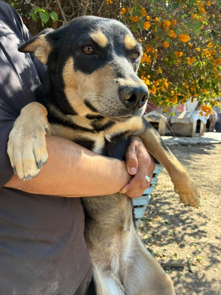 SARITA, Adoptable, Young Female Australian Kelpie.