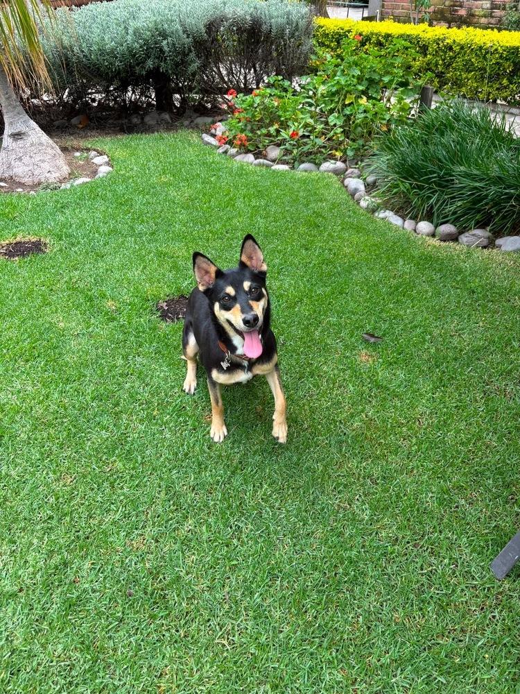 Enlarge SARITA, a Adoptable mixed breed in Langley, BC image 2/5