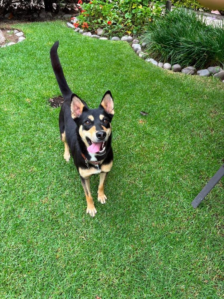 Enlarge SARITA, a Adoptable mixed breed in Langley, BC image 3/5