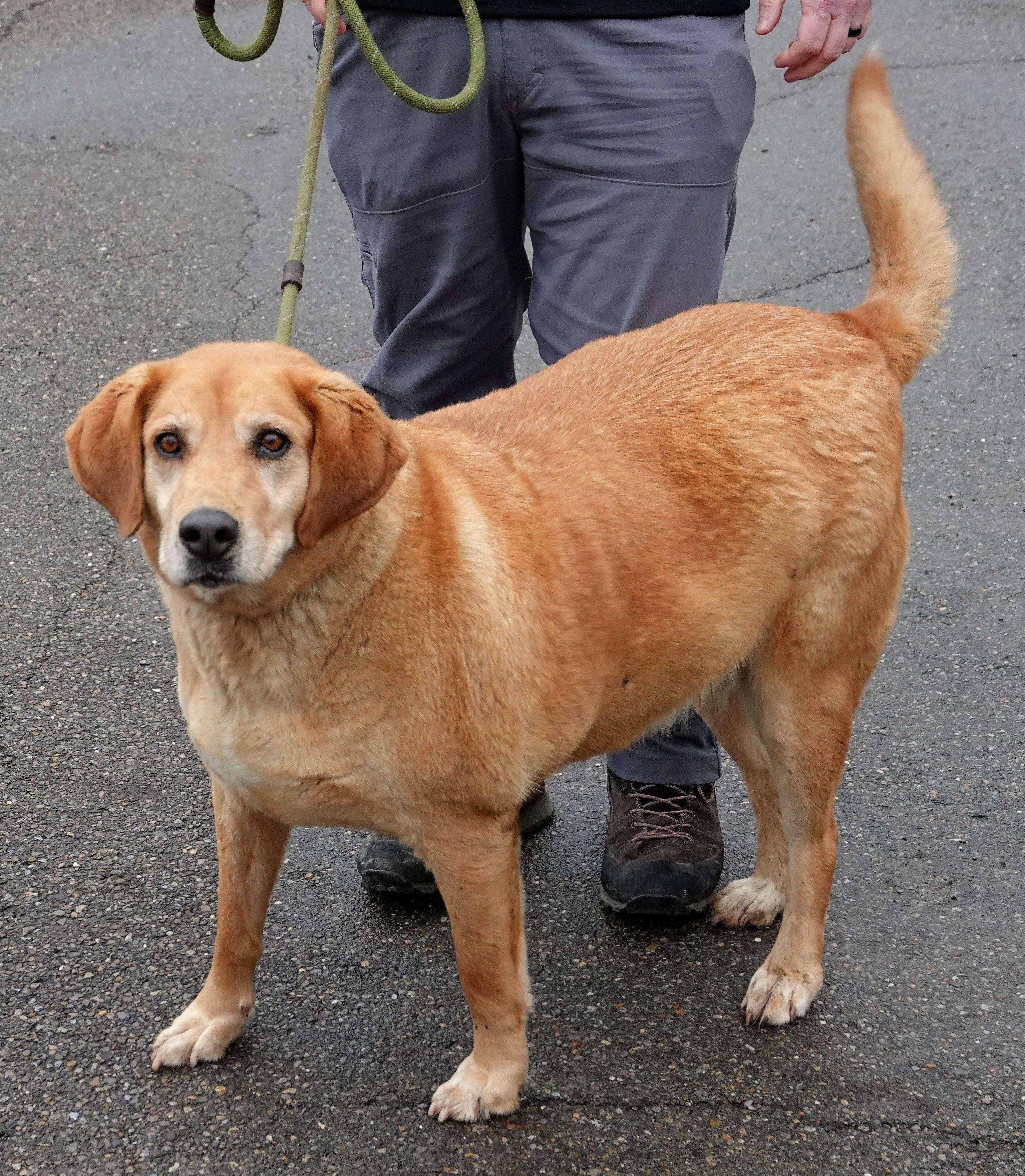 Judy - CLAIMED BY OWNER, an adopted mixed breed in Millfield, OH image 3/3