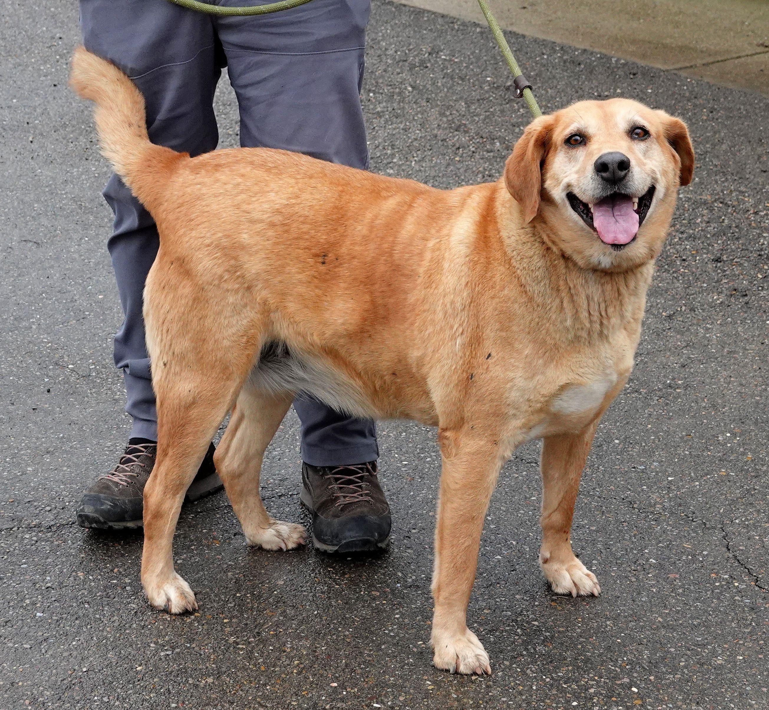 Judy - CLAIMED BY OWNER, an adopted mixed breed in Millfield, OH image 2/3