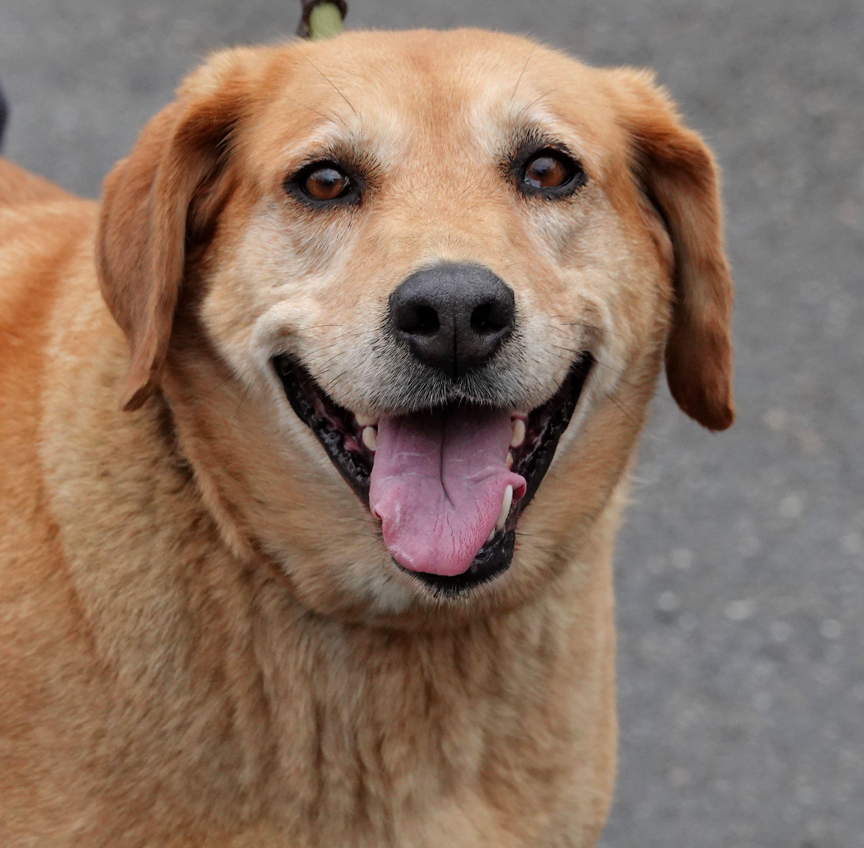 Judy - CLAIMED BY OWNER, adopted, Senior Female Retriever.