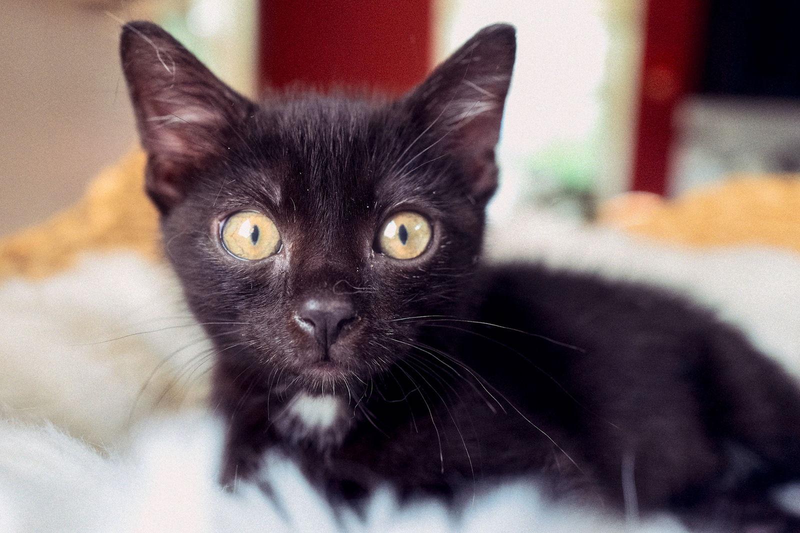 Tinker, Adoptable, Kitten Male Domestic Short Hair.