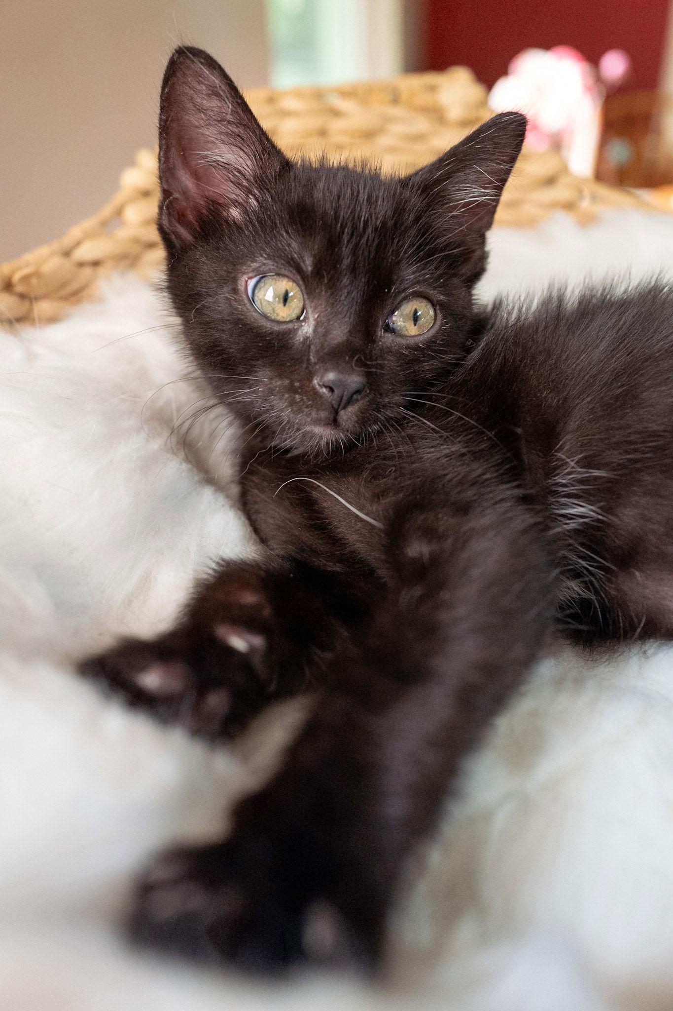 Enlarge Tinker, a Adoptable Domestic Short Hair in Shawnee, KS image 2/2