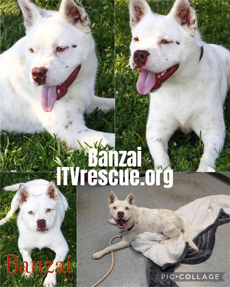 Banzai, a Adoptable mixed breed in Evansville, IN image 1/6