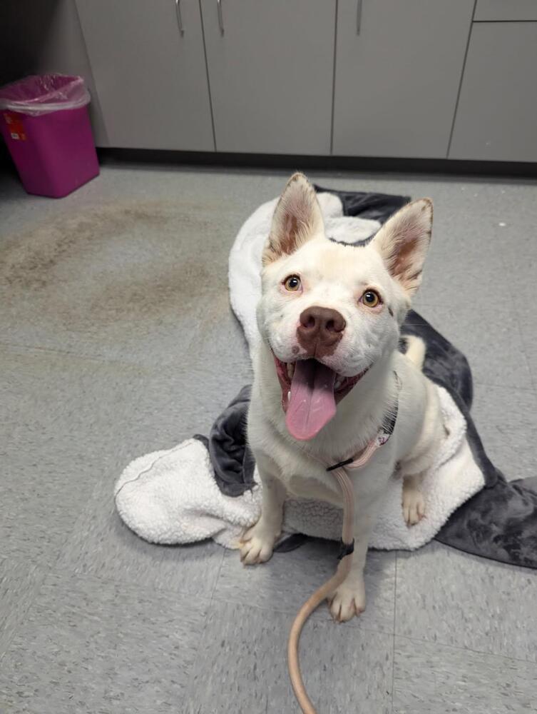 Banzai, Adoptable, Young Male Cattle Dog.
