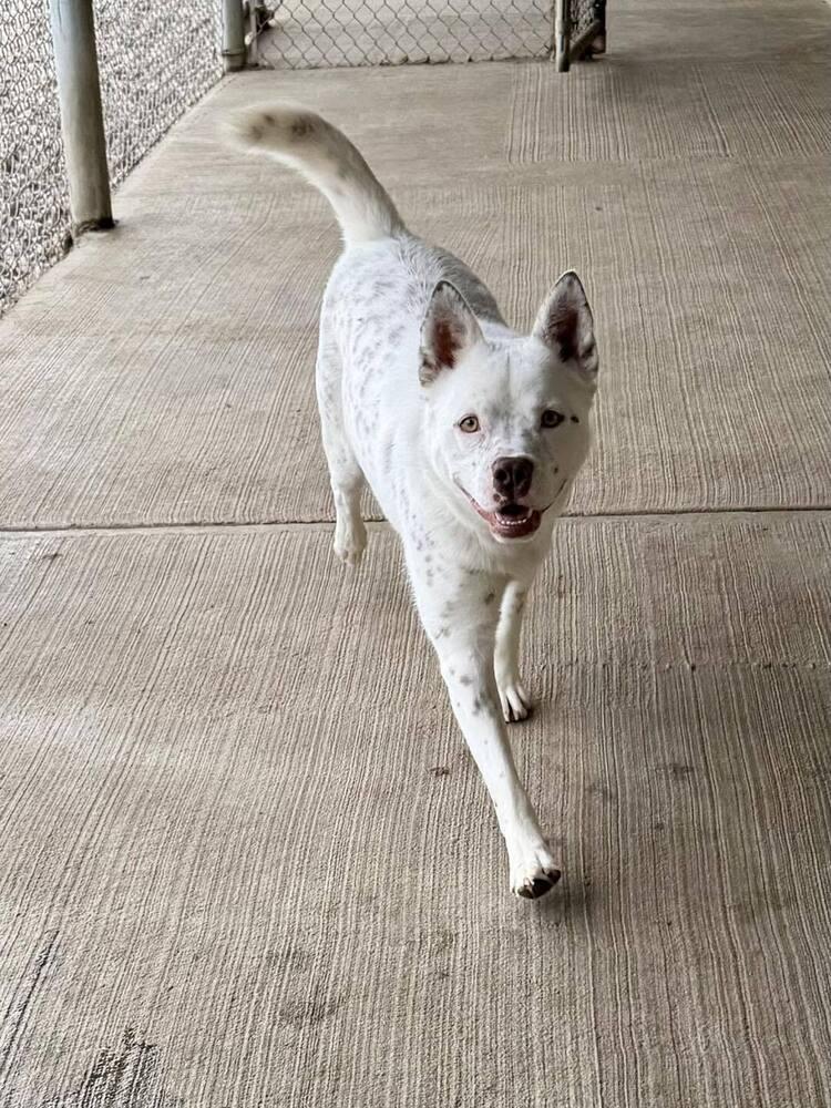 Banzai, Adoptable, Young Male Cattle Dog.
