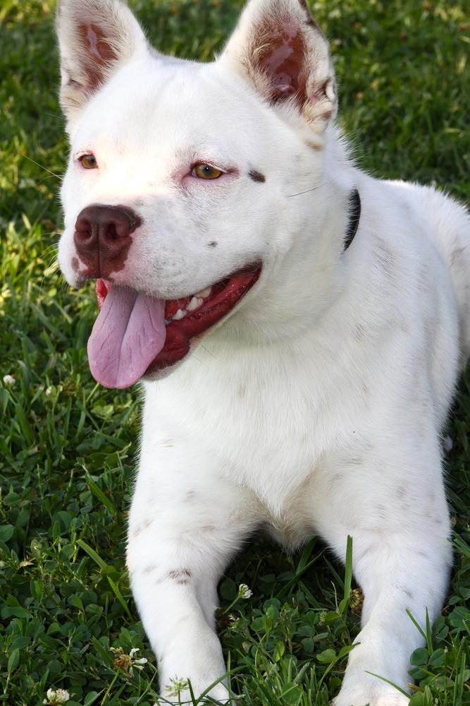 Enlarge Banzai, a Adoptable mixed breed in Evansville, IN image 2/6