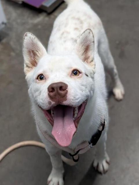 Enlarge Banzai, a Adoptable mixed breed in Evansville, IN image 3/6