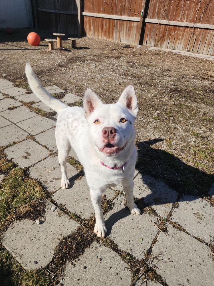 Enlarge Banzai, a Adoptable mixed breed in Evansville, IN image 3/6