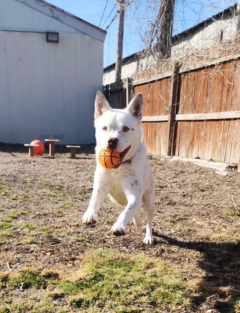 Enlarge Banzai, a Adoptable mixed breed in Evansville, IN image 4/6