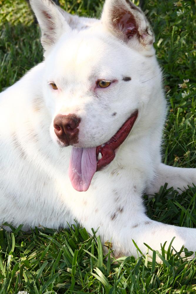 Enlarge Banzai, a Adoptable mixed breed in Evansville, IN image 4/6