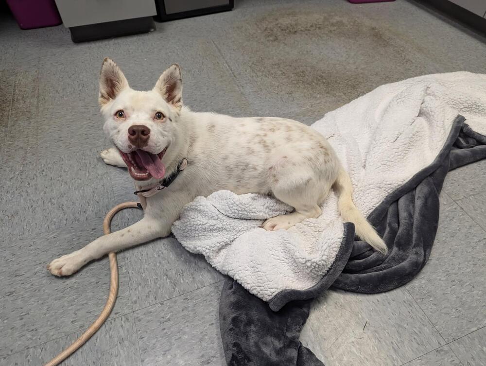 Enlarge Banzai, a Adoptable mixed breed in Evansville, IN image 5/6