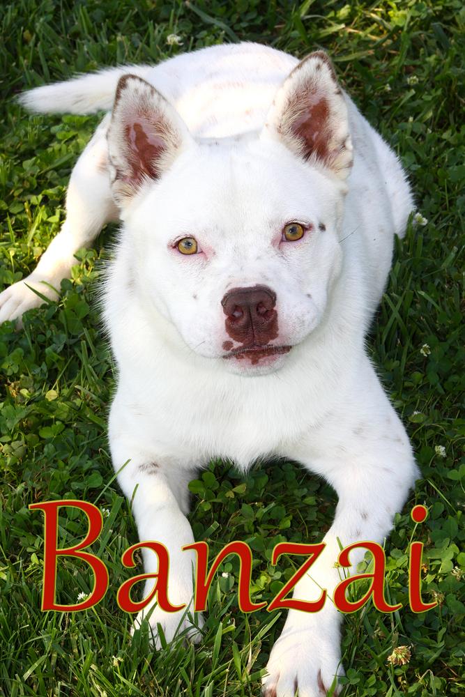 Enlarge Banzai, a Adoptable mixed breed in Evansville, IN image 6/6