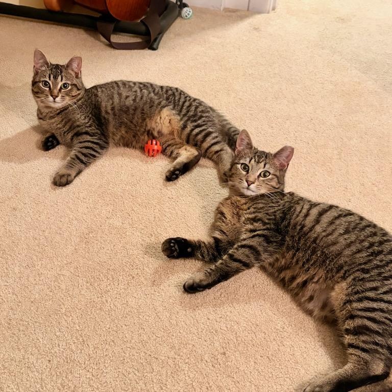 Sardine and Tuna, ADOPTABLE, Young Male Domestic Short Hair.