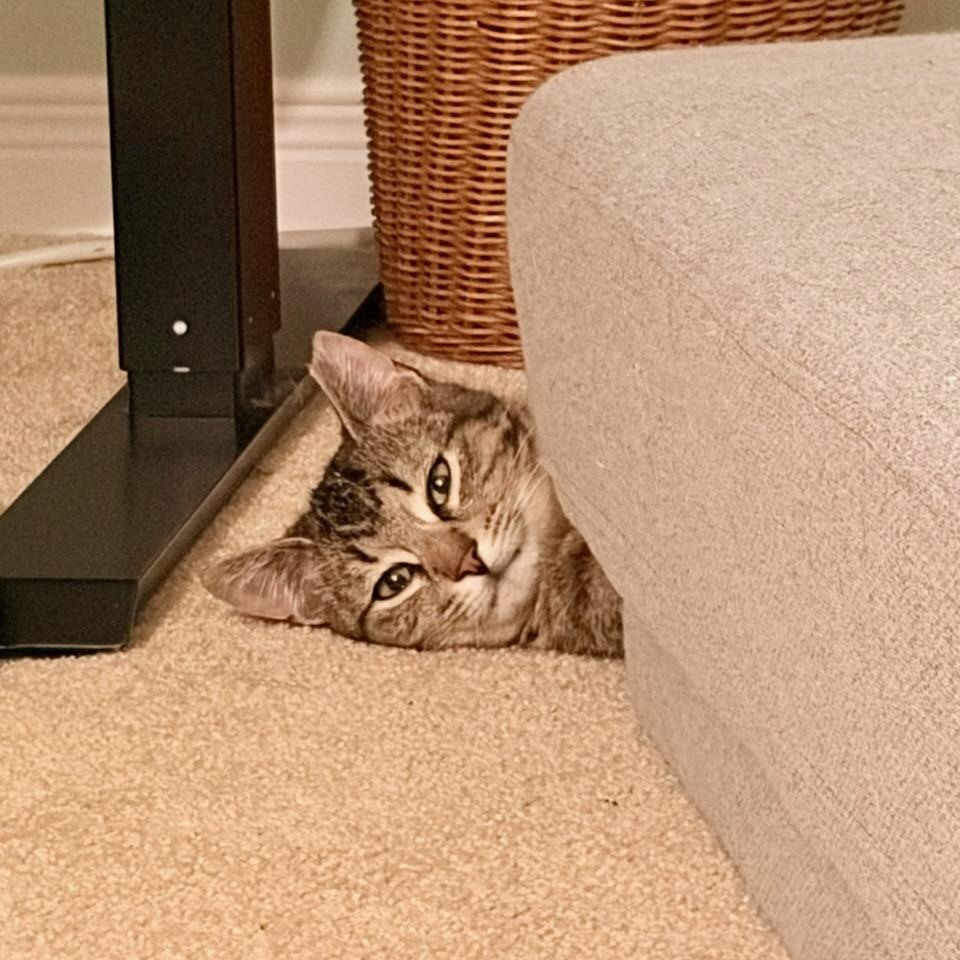 Sardine and Tuna, a ADOPTABLE mixed breed in Hamilton, ON image 6/6