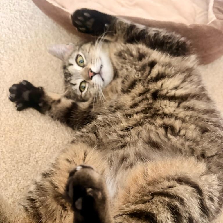 Sardine and Tuna, a ADOPTABLE mixed breed in Hamilton, ON image 3/6