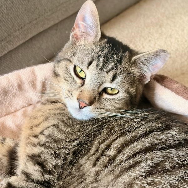 Sardine and Tuna, a ADOPTABLE mixed breed in Hamilton, ON image 2/6