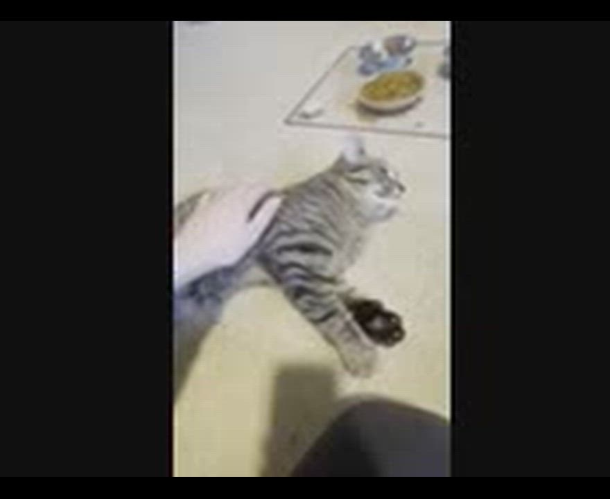 Enlarge Sardine and Tuna, a ADOPTABLE mixed breed in Hamilton, ON video 4/6