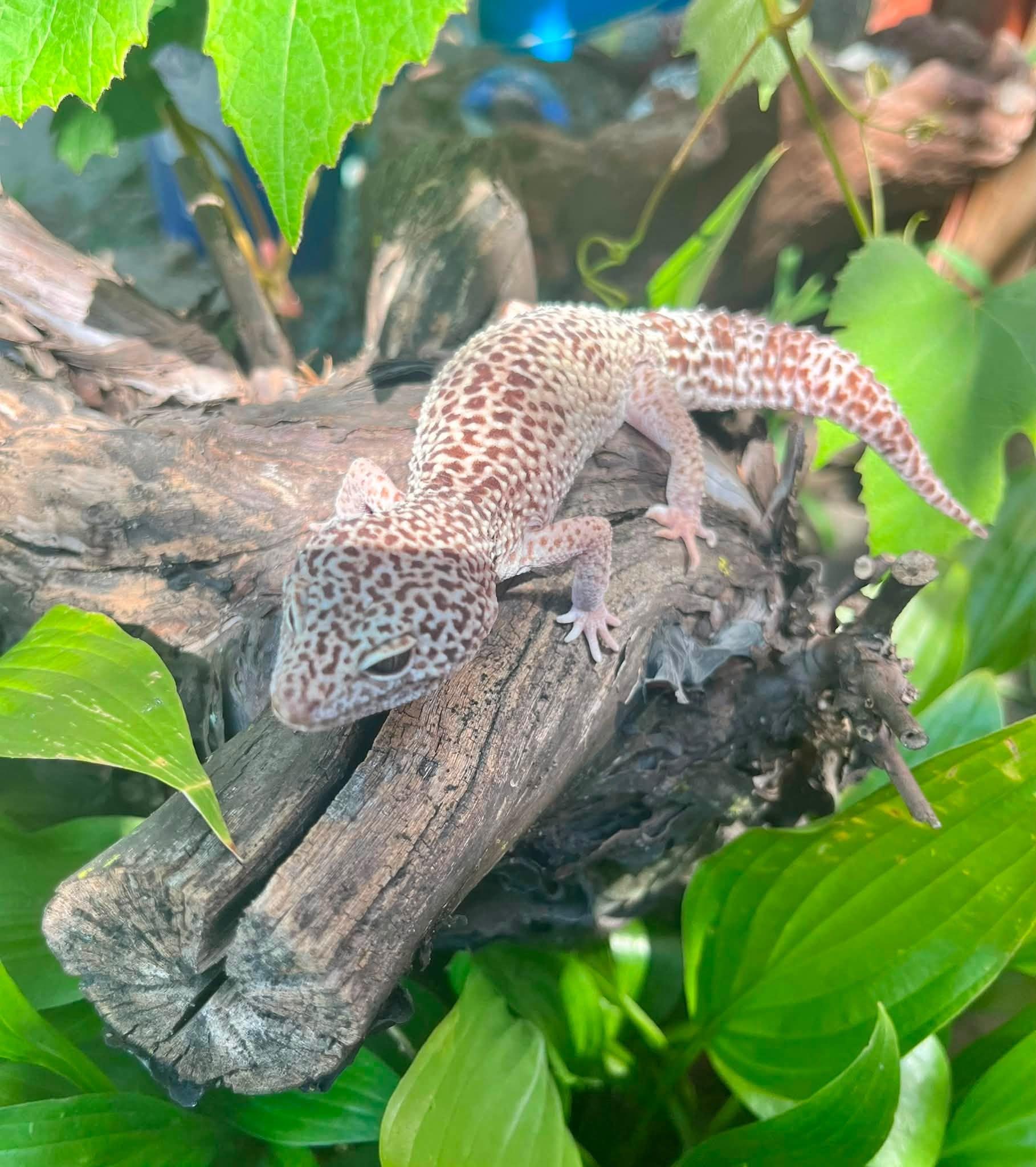 Quibbly, Adopted, Adult Male Gecko.