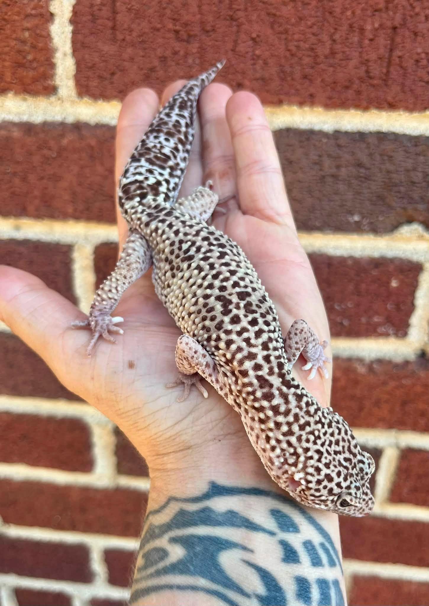Enlarge Quibbly, a Adopted Gecko in Palmerton, PA image 3/4