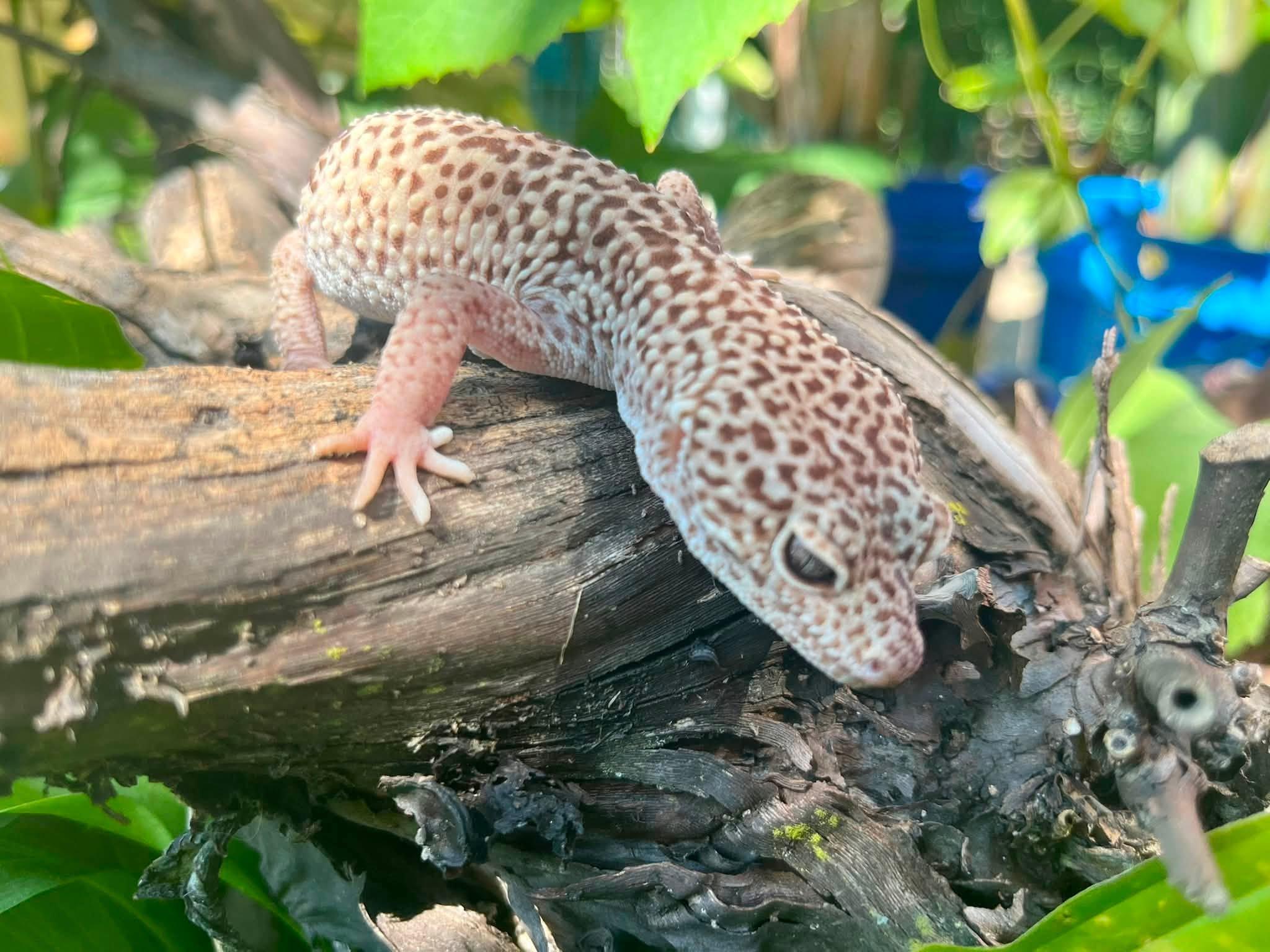 Enlarge Quibbly, a Adopted Gecko in Palmerton, PA image 2/4