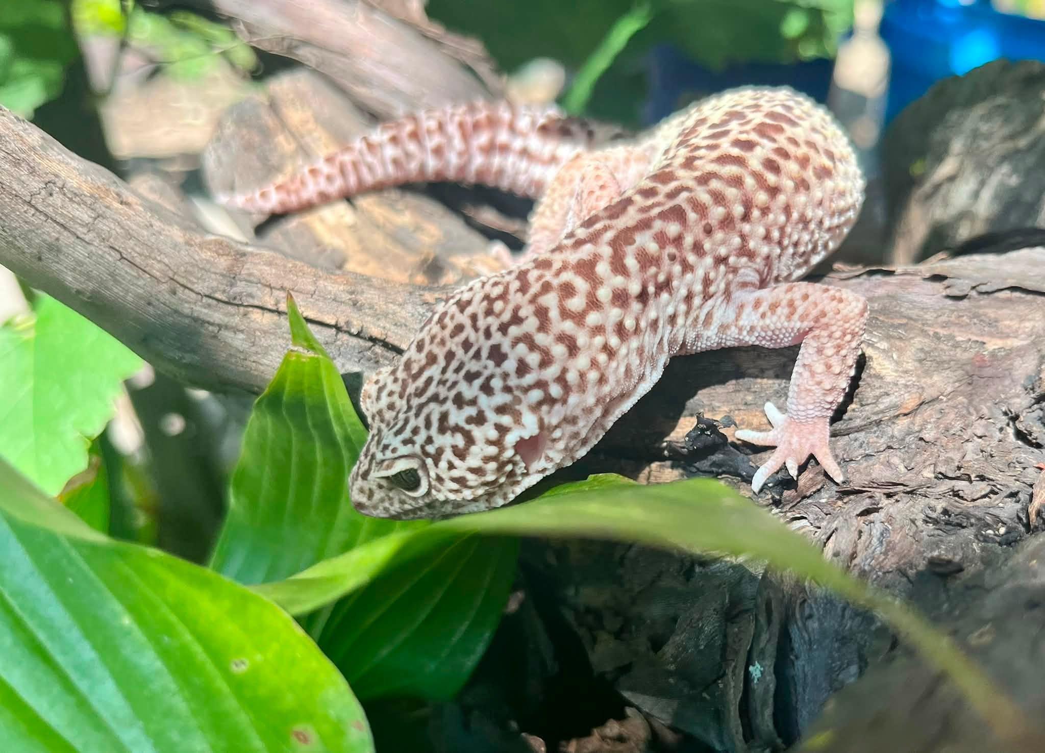 Enlarge Quibbly, a Adopted Gecko in Palmerton, PA image 4/4