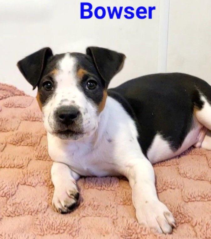 Enlarge Bowser, a Adoptable Pit Bull Terrier in West Des Moines, IA image 1/1