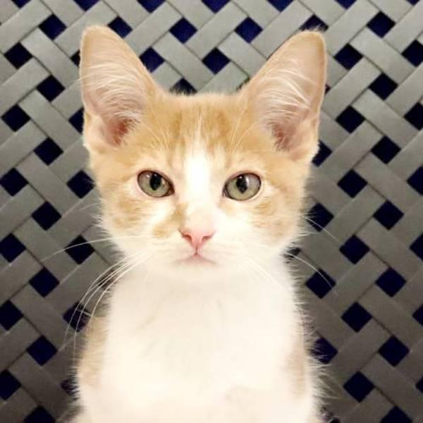 Tinky, Adoptable, Kitten Male Domestic Short Hair.