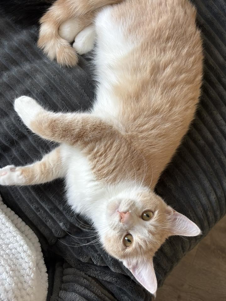 Enlarge Chai, a Adoptable Domestic Short Hair in Orleans, ON image 3/3