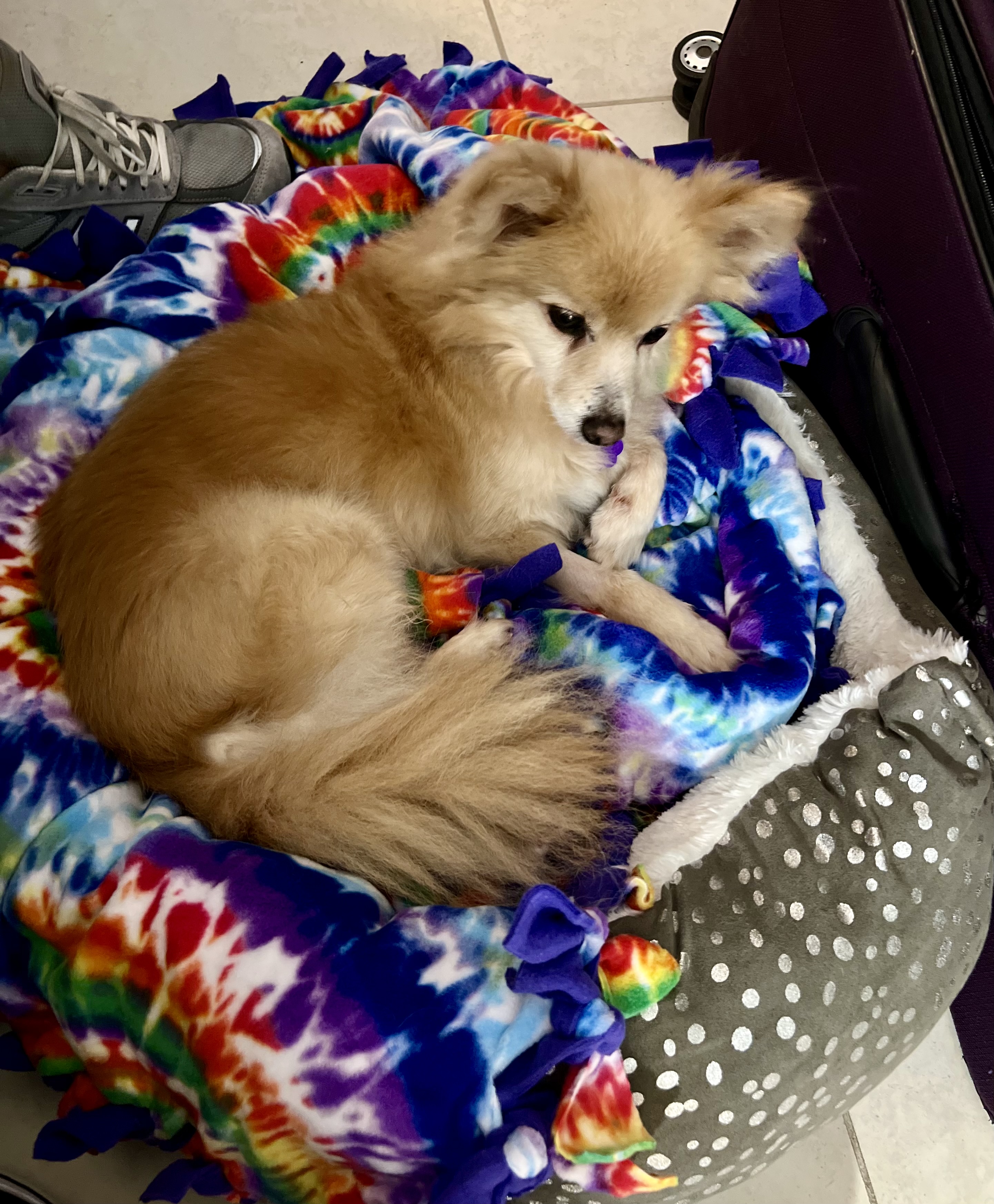Dog for adoption Lori, a Pomeranian in West Palm Beach, FL Petfinder