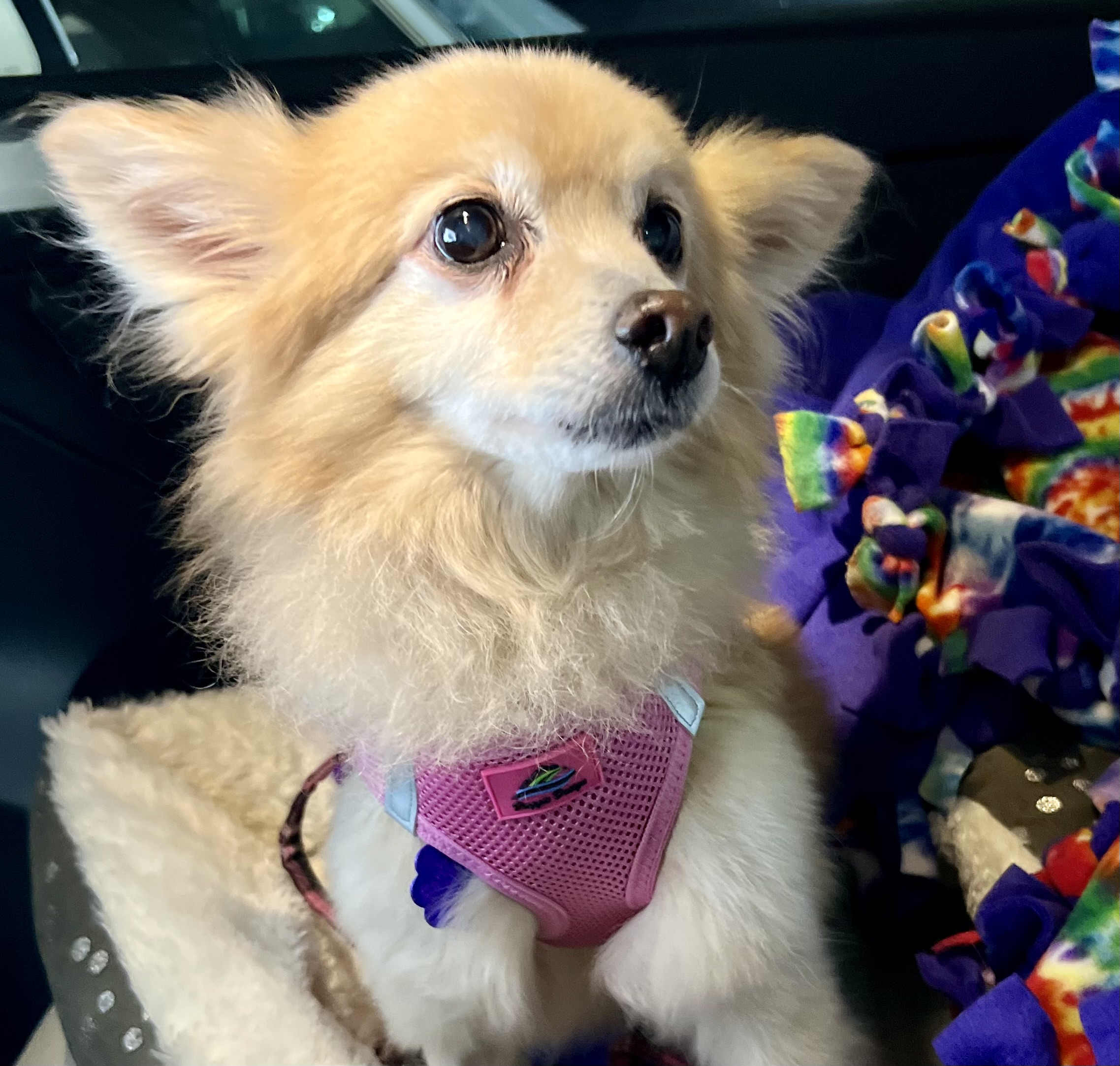 Dog for adoption Lori, a Pomeranian in West Palm Beach, FL Petfinder