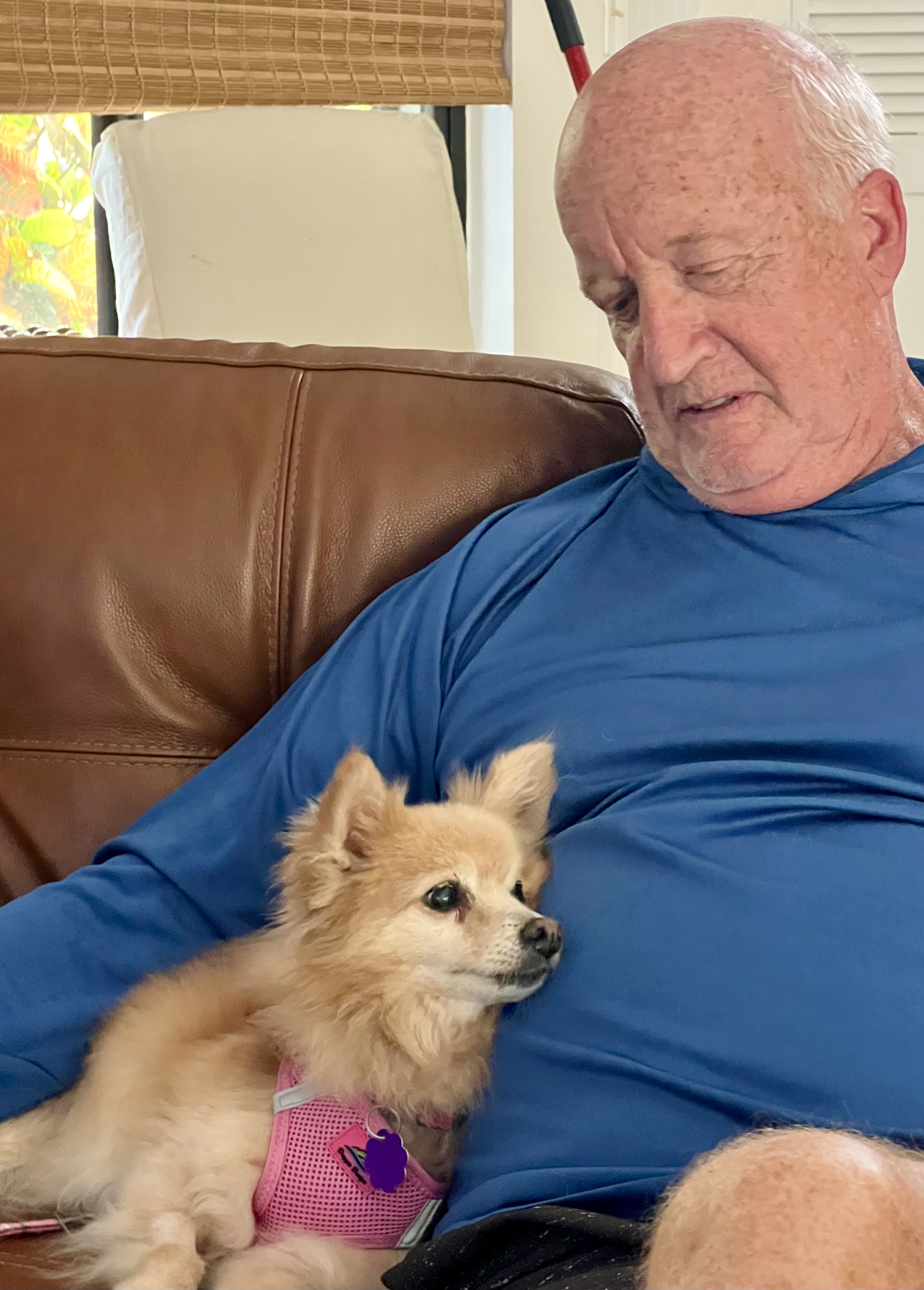Dog for adoption Lori, a Pomeranian in West Palm Beach, FL Petfinder
