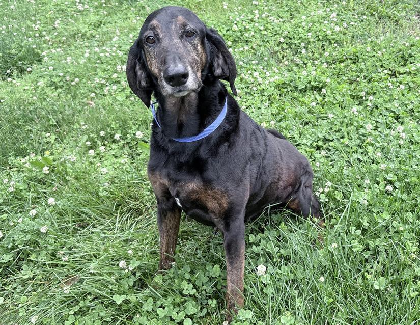 Moose, a ADOPTABLE mixed breed in Columbus, IN image 2/2