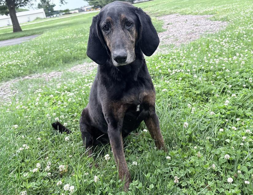 Moose, a ADOPTABLE mixed breed in Columbus, IN image 1/2